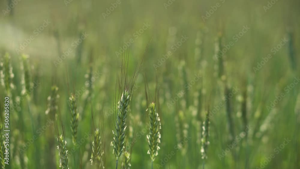 Green spikelet of wheat close-up. Rural industry, growing crops Green spikelet of wheat close-up. Rural industry, growing crops