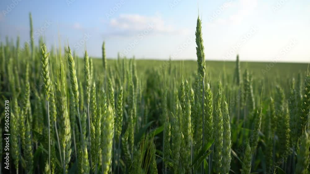 Green spikelet of wheat close-up. Rural industry, growing crops Green spikelet of wheat close-up. Rural industry, growing crops