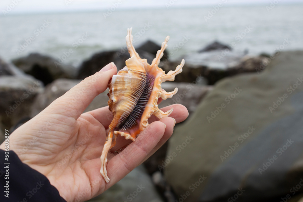 Lambis scorpius, common name scorpion conch or scorpion spider conch ...