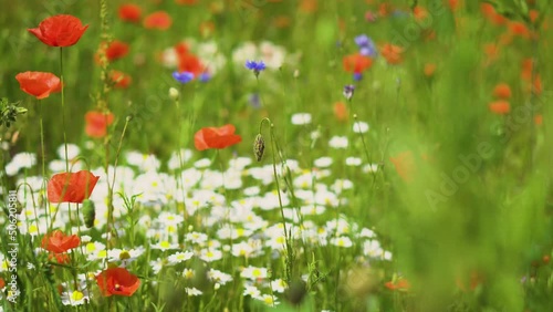 Red poppies and white daisies bloom in the field. Background of beautiful flowers