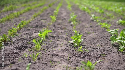 Straight rows of young sugar beets growing in the field. Agricultural organic industry