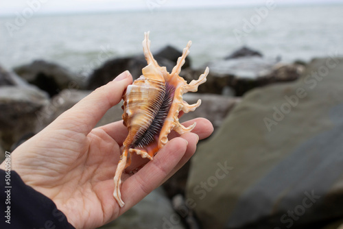 Lambis scorpius, common name scorpion conch or scorpion spider conch, is a species of large sea snail, a marine gastropod mollusk in the family Strombidae .Shell in hand. photo