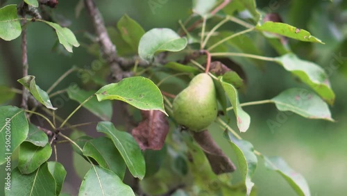 Tree with green pears in the garden. Delicious and healthy fruit. Beautiful nature background