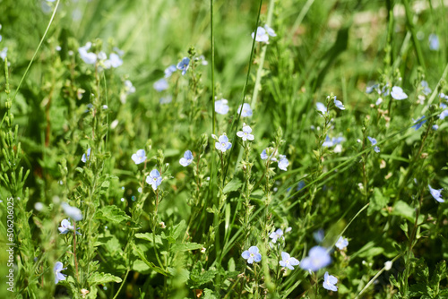 Blue flowers of Veronica chamaedrys on green background.