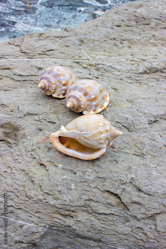 Phalium bandatum common name the banded bonnet, is a species of sea snail, a marine gastropod mollusk in the family Cassidae. Shells lie on a sea stone. The color is beige with brown spots. photo