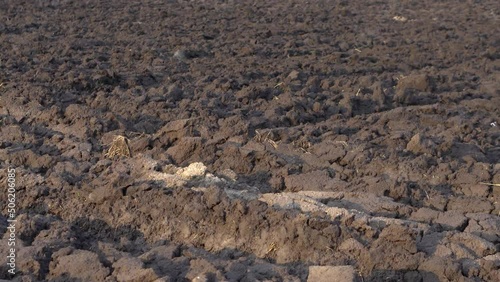 Plowed agricultural field for sowing. The process of preparing the soil before planting cereals, legumes, nightshade crops. Farming and food industry