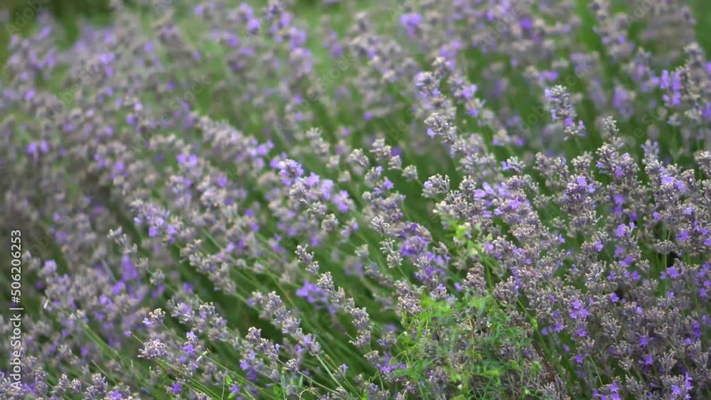 Blooming lavender close up. Beautiful purple flowers in the field Blooming lavender close up. Beautiful purple flowers in the field