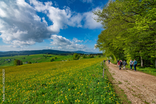 A hiking trail and a green and yellow meadow with a view of distant mountains in the Black Forest National Park Germany