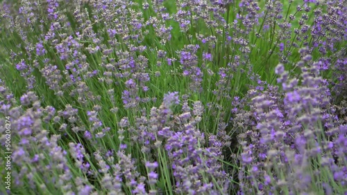 Blooming lavender close up. Beautiful purple flowers in the field