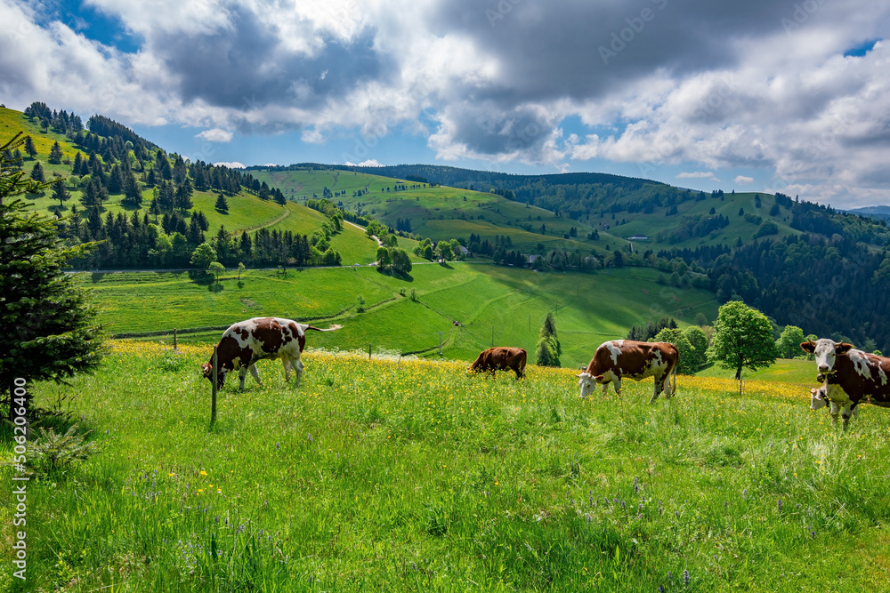 A green and yellow meadow with a view of a few grazing cows and mountains in the Black Forest National Park Germany
