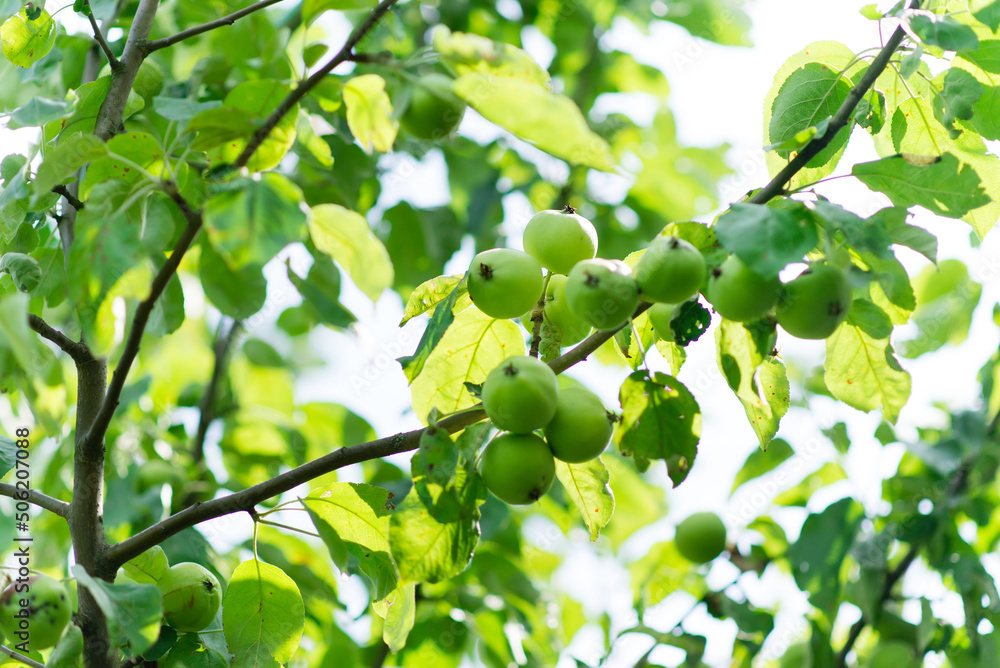 Fototapeta premium Fresh green apples on apple trees in apple orchard.