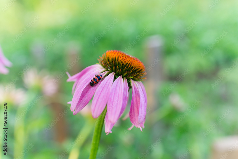 Blooming purple coneflower. Echinacea purpurea , eastern purple coneflower or hedgehog coneflower Blooming purple coneflower. Echinacea purpurea , eastern purple coneflower or hedgehog coneflower