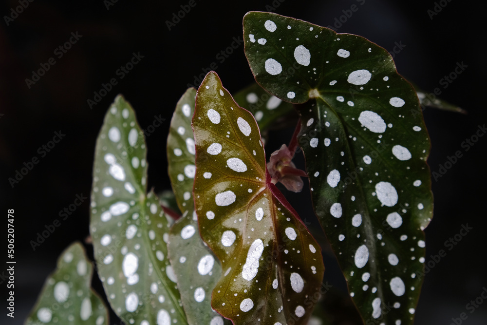 Begonia maculata plant on black background. Trout begonia leaves with