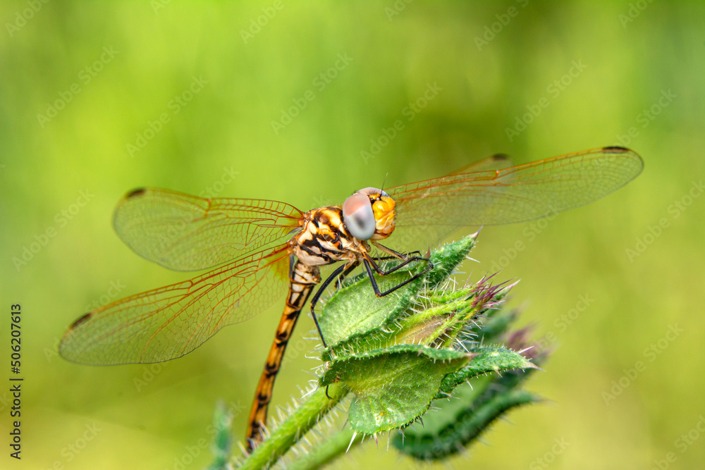 Macro shots, Beautiful nature scene dragonfly. Macro shots, Beautiful nature scene dragonfly.