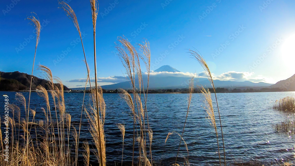 An idyllic view on Mt Fuji from the side of Kawaguchiko Lake, Japan. The volcano is surrounded by clouds. Dried, golden grass on the shore of the lake. Serenity and calmness. Bright and clear day.