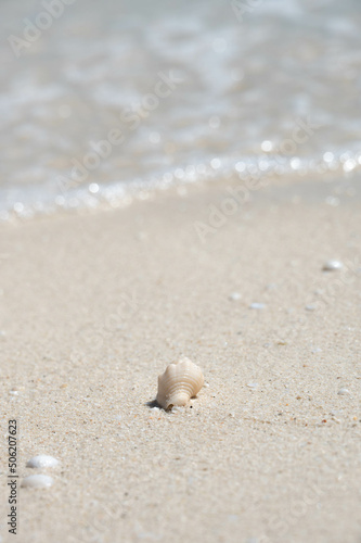 seashell on the beach