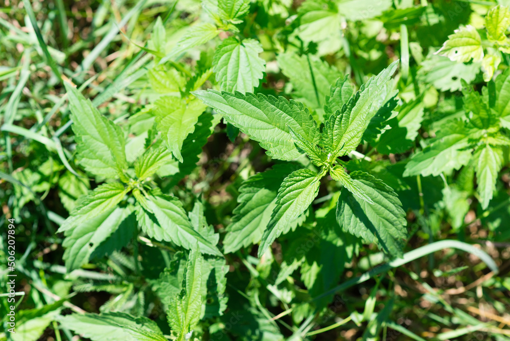 Nettles in the garden. Nettle is a medicinal plant that is used as a bleeding, diuretic, antipyretic, wound healing, antirheumatic agent. Nettles in the garden. Nettle is a medicinal plant that is used as a bleeding, diuretic, antipyretic, wound healing, antirheumatic agent.