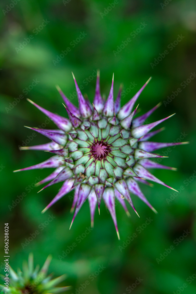 Close up beautiful shot of flower Close up beautiful shot of flower