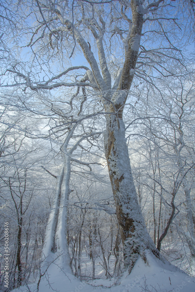 Trees covered with snow in Sabaduri forest, winter landscape Trees covered with snow in Sabaduri forest, winter landscape