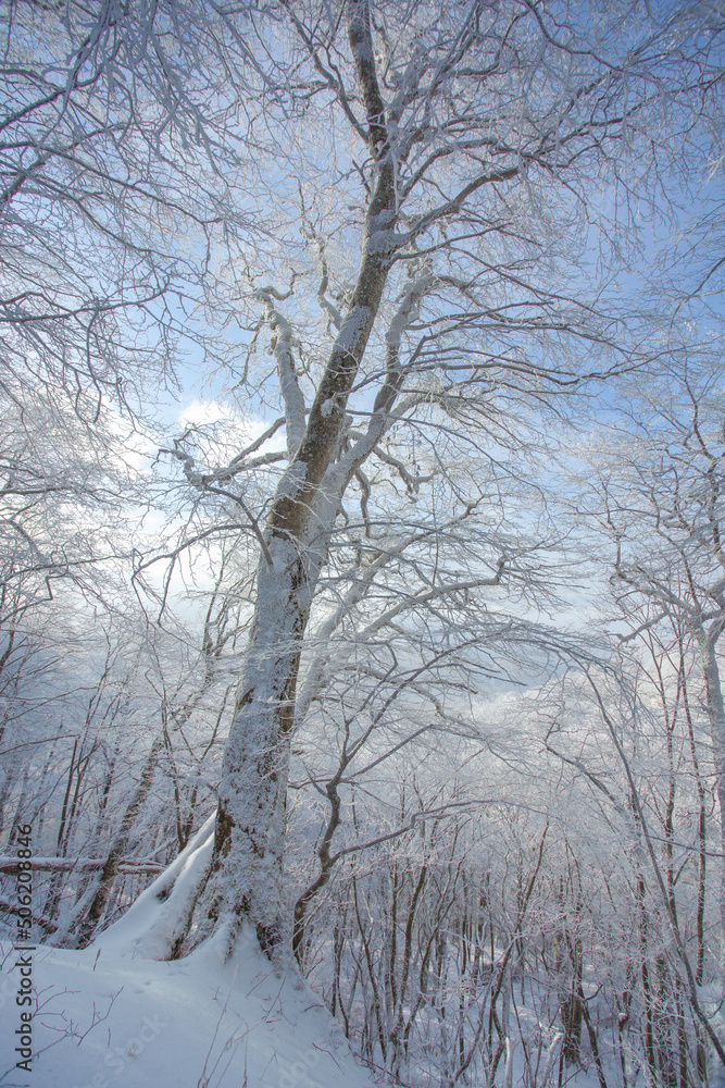Trees covered with snow in Sabaduri forest, winter landscape Trees covered with snow in Sabaduri forest, winter landscape