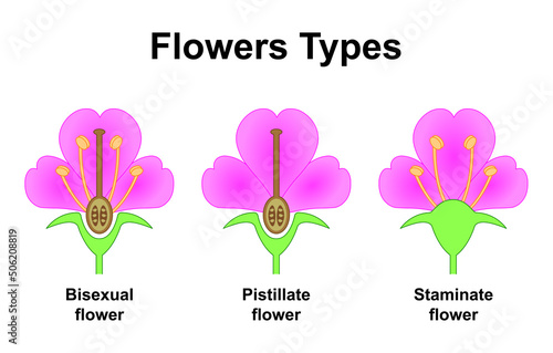 Scientific Designing of Flowers Types. The Plants Fertilization Differences. Colorful Symbols. Vector Illustration. photo