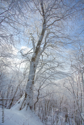 Trees covered with snow in Sabaduri forest, winter landscape © k_samurkas