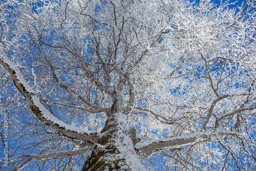 Branches covered with snow against the blue sky. Sabaduri forest. Landscape photo