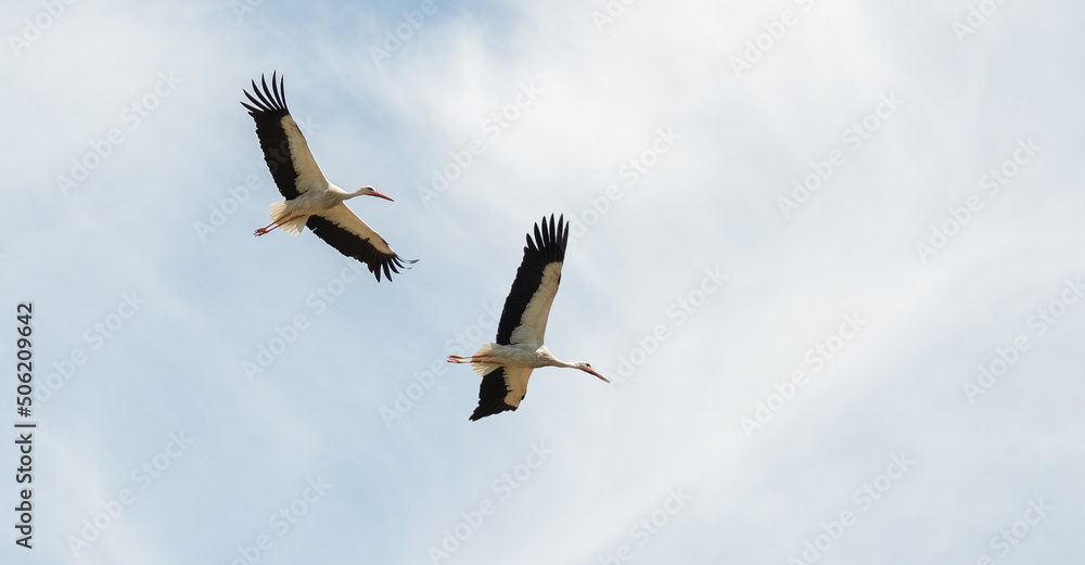 two storks flying