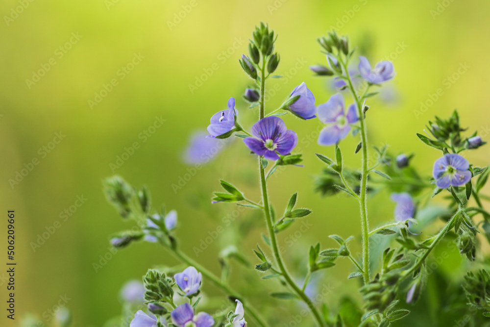 Closeup on the brlliant blue flowers of germander speedwell, Veronica chamaedrys. Wild herbs Closeup on the brlliant blue flowers of germander speedwell, Veronica chamaedrys. Wild herbs