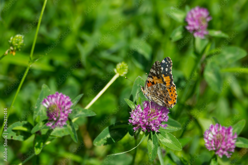 Fototapeta premium Painted Lady (Vanessa Cardui) Butterfly perched on pink flower in Zurich, Switzerland