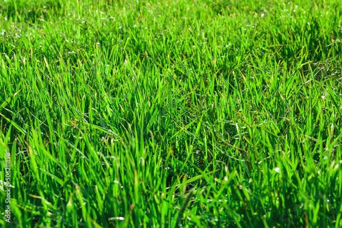 Natural Green grass background texture with sun light
