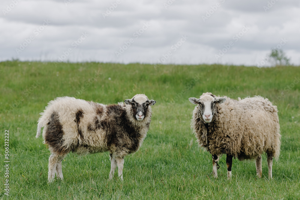Two sheep posing in front of the camera in a green field Two sheep posing in front of the camera in a green field