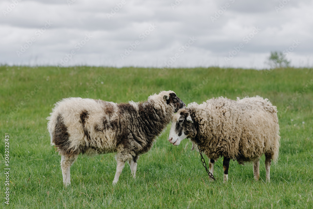 Fototapeta premium Two sheep posing in front of the camera in a green field