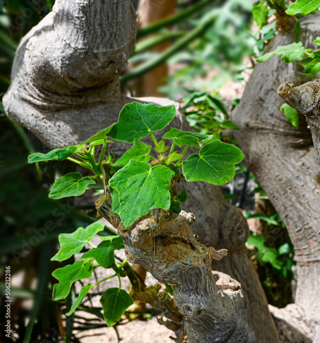 Uncarina decaryi. It is native to Madagascar. Botanical garden Heidelberg, Baden Wuerttemberg, Germany.