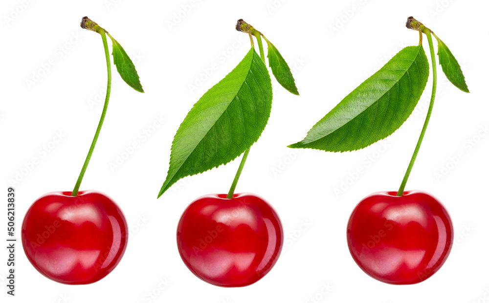 Cherry isolated. Cherries set with leaf on white background. Sour cherri collection with clipping path. Full depth of field. Cherry isolated. Cherries set with leaf on white background. Sour cherri collection with clipping path. Full depth of field.