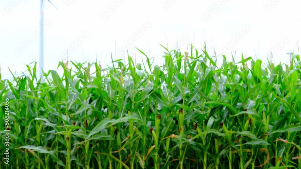 young green field with corn, cobs corn among the leaves, spring, summer season, wallpapers, nature protection, concept of weather, crop maturation, production of fodder crop for livestock young green field with corn, cobs corn among the leaves, spring, summer season, wallpapers, nature protection, concept of weather, crop maturation, production of fodder crop for livestock