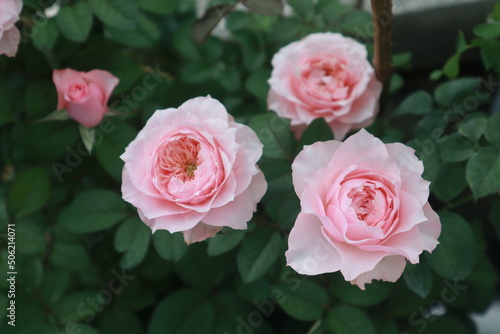 Bloomsbury rose flowers blur background