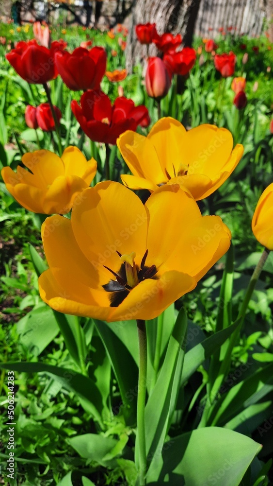 Early spring bright blooming tulips in Ukraine Early spring bright blooming tulips in Ukraine