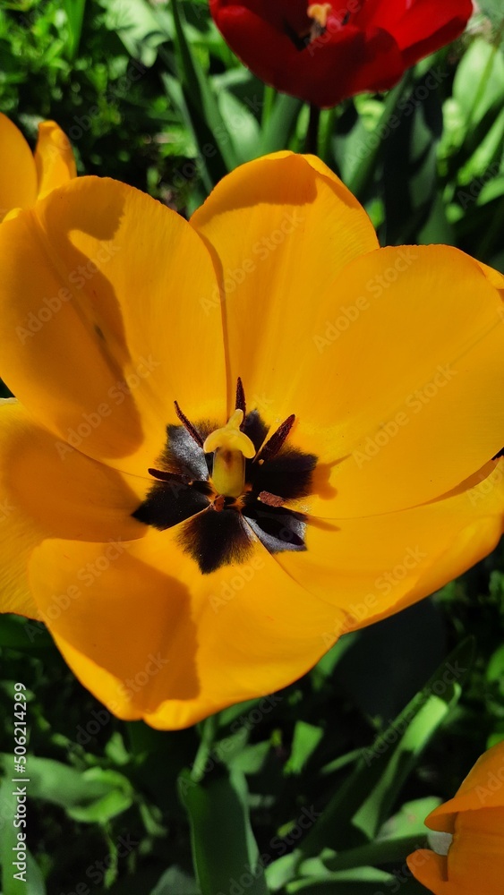 Early spring bright blooming tulips in Ukraine Early spring bright blooming tulips in Ukraine
