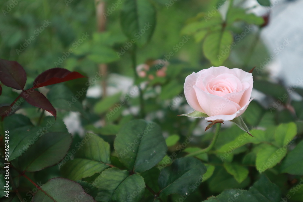 Bloomsbury rose flowers blur background Bloomsbury rose flowers blur background