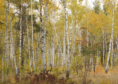 View of the birches in the autumn forest