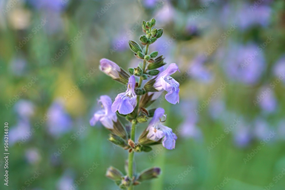 Sage flower in bloom. Sage flower in bloom.