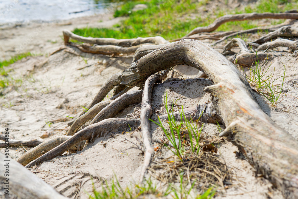 Exposed tree roots coming to the lake Exposed tree roots coming to the lake