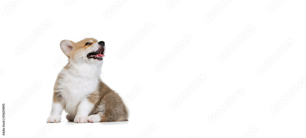 Full-length portrait of cute puppy of Welsh corgi dog posing isolated on white studio background. Concept of motion, pets love, animal life. - obrazy, fototapety, plakaty 