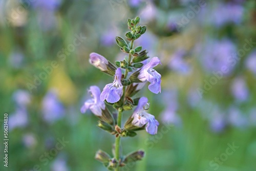 Wallpaper Mural Sage flower in bloom. Torontodigital.ca