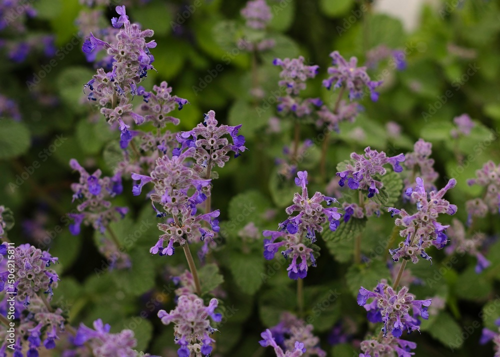 Feline mint variety with blue flowers 2 Feline mint variety with blue flowers 2