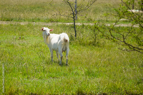 Cabras blancas en el campo, chivo blanco