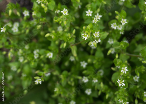 small flowers of white color