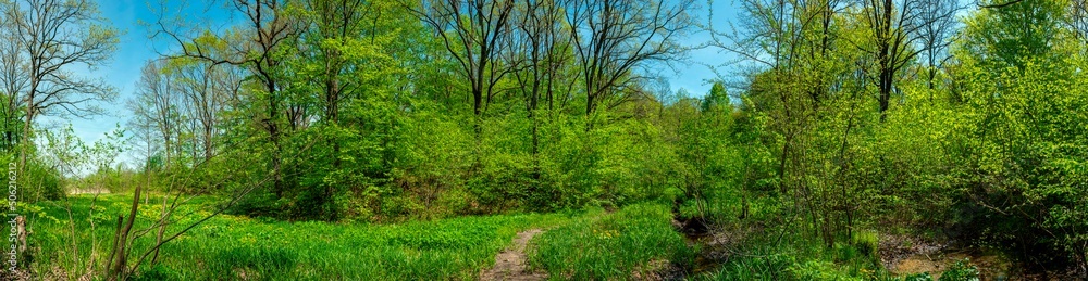 Spring forest and field on a background of blue sky Spring forest and field on a background of blue sky