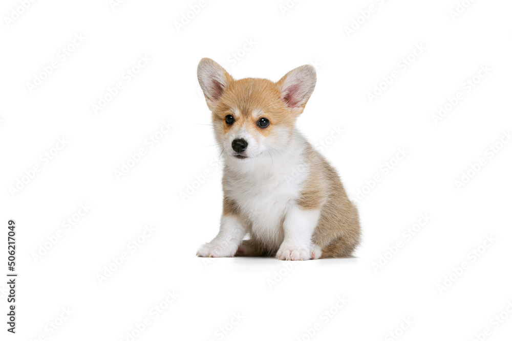 Happy cute puppy of Welsh corgi dog posing isolated on white studio background. Concept of motion, pets love, animal life.